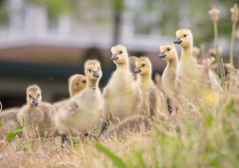 Canada geese babies