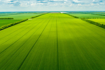 green country field with row lines, top view