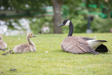 Canada geese babies