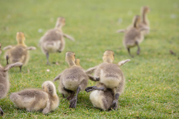 Canada geese babies