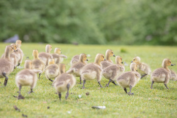 Canada geese babies