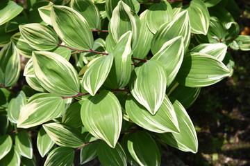 The leaves of Hosta (Plantain lily) are very beautiful.