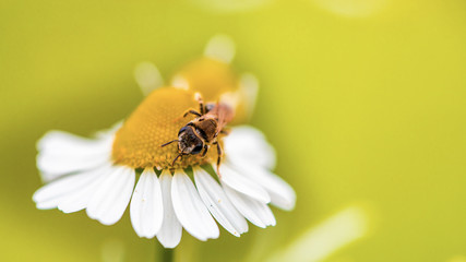 Spring single daisy flower and bee