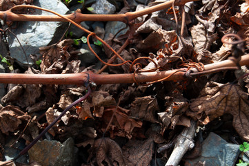 Cut vine shoots, tendrils and dry vine leaves