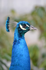 Blue male peacock bird - close-up, head