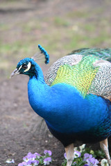 Obraz premium Blue male peacock bird - vertical photograph