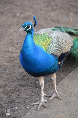 Blue male peacock bird - vertical photograph