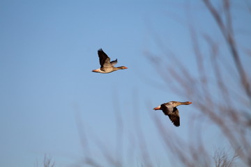 Freedom precious ducks in living life to its wide