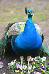 Fototapeta premium Blue male peacock bird, flowers in park