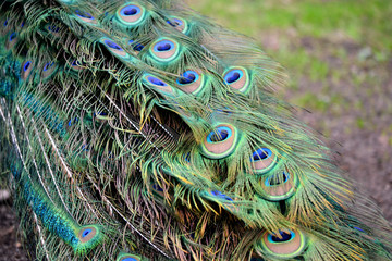 Fototapeta premium Peacock bird colorful feather - pattern