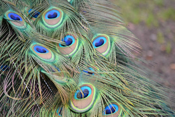 Peacock bird colorful feather - pattern