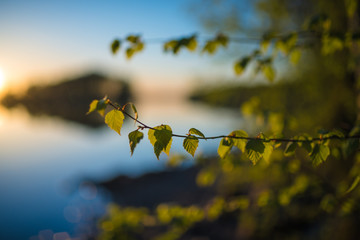 lakeside green sunset summer