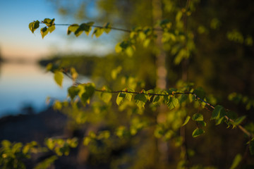 Fototapeta premium lakeside green sunset summer