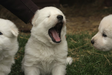 Cute white swiss shepherd puppy yawning.