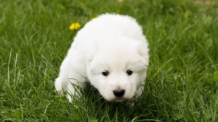 White swiss shepherd puppy sitting on grass with dandelions.