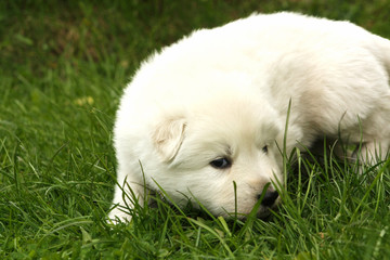 White swiss shepherd puppy sitting on grass with dandelions.