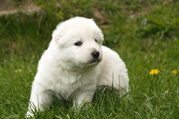White swiss shepherd puppy sitting on grass with dandelions.