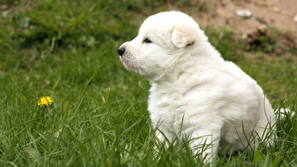 White swiss shepherd puppy sitting on grass with dandelions.