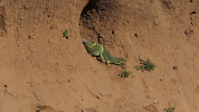 Ocellated lizard. Timon lepidus