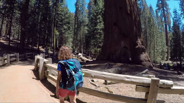 Woman walking around General Sherman tree which is the largest tree in the world in Giant Forest in Sequoia National park, United states of America