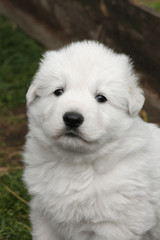 Portrait of a white swiss shepherd puppy. 