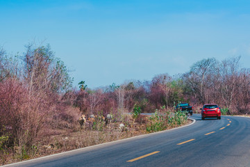 Herd of cows walk for food on the side of the road in the midst of dry trees on April of Thailand.