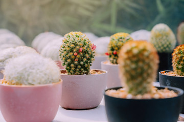 Variety of Small cactus and succulent plants in various pots to decorate in coffee shops