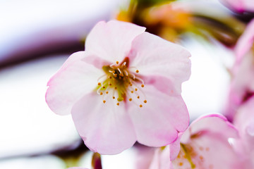 stand out cherry blossom bright sky background