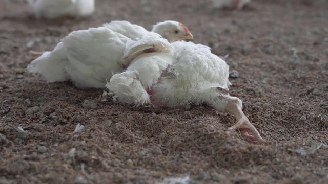 Two disabled broilers are dying in a dusty chicken farm in close-up view. Farm, disease, animal concept.