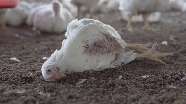 A poor broiler gets heat stroke, and dying because of the high temperature, in a crowded dusty chicken farm in India. Close-up, illustration, animal concept.