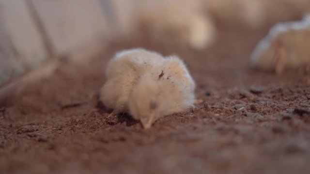 A week old chicken is suffering and dying from the cold in a broiler farm of India.