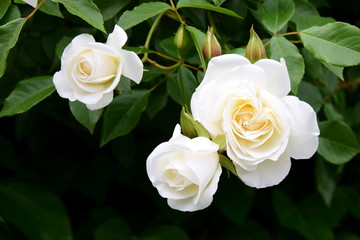 Weiße Rosen im Garten