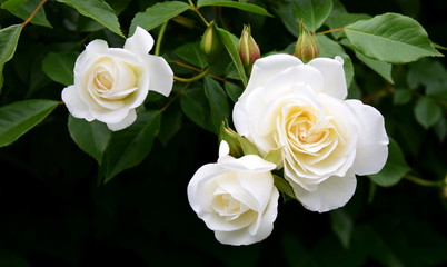Weiße Rose im Park