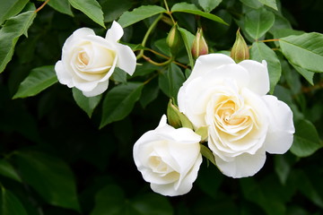 Weiße Rosen im Garten