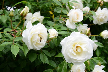 Weiße Rosen im Garten