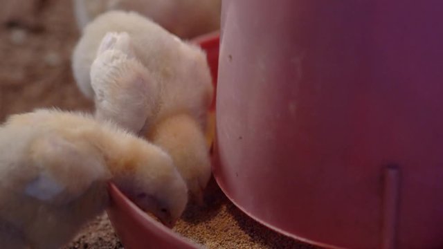 Small broilers are pecking the seeds from a plastic feeder. Close-up view, 4K footage.