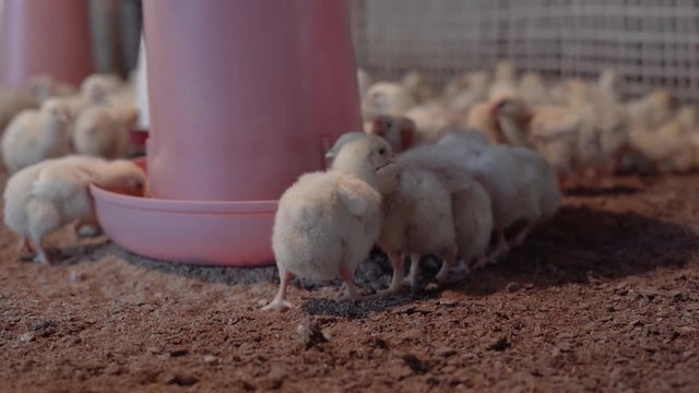 Small broilers are eating some crumbs/seeds in a crowded chicken farm.