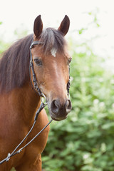 Obraz premium Reitpony
