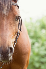Naklejka premium Reitpony