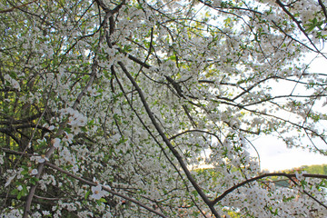 Fototapeta premium Apple branches with white flowers blooming in spring