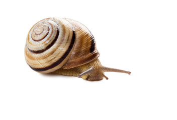 Colorful Helicid Snail isolated on white.