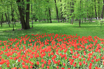 Large flowerbed of red tulips in the spring garden
