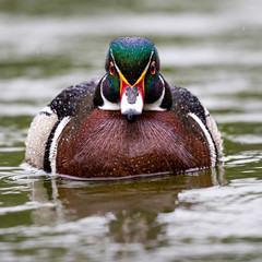 A drake wood duck swimming in the rain  - 268558252