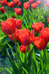 Obraz premium Czerwone, jasne tulipany (Tulipa) rosną w rabatach ogrodowych. Zielne rośliny bulwiaste z rodziny Liliaceae (Liliaceae) w jasnym świetle słonecznym. Kwiaty - najlepsza dekoracja i prezent dla bliskich.