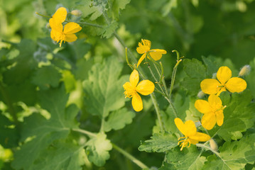 Yellow flowers of celandine Chelidonium among green foliage on a warm sunny day. Medicinal plant with healing properties. weed
