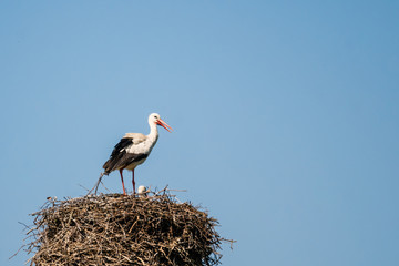 Fototapeta premium The speech of the white stork