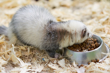 Light Gray Ferret Eats From