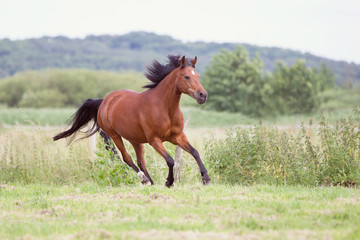 Reitponywallach auf der Weide