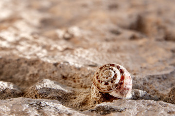Snail's shell on the stone