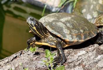 Freshwater turtle outside pond.
